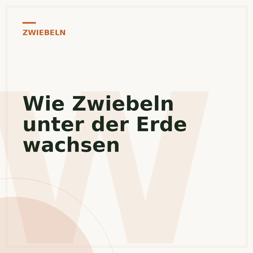 Wie Zwiebeln unter der Erde wachsen