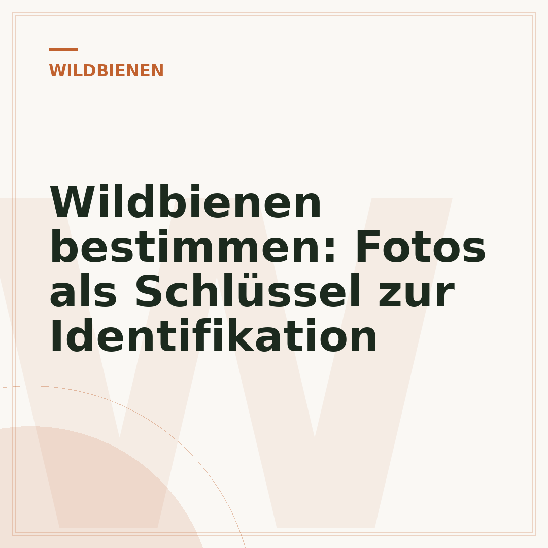 Wildbienen bestimmen: Fotos als Schlüssel zur Identifikation