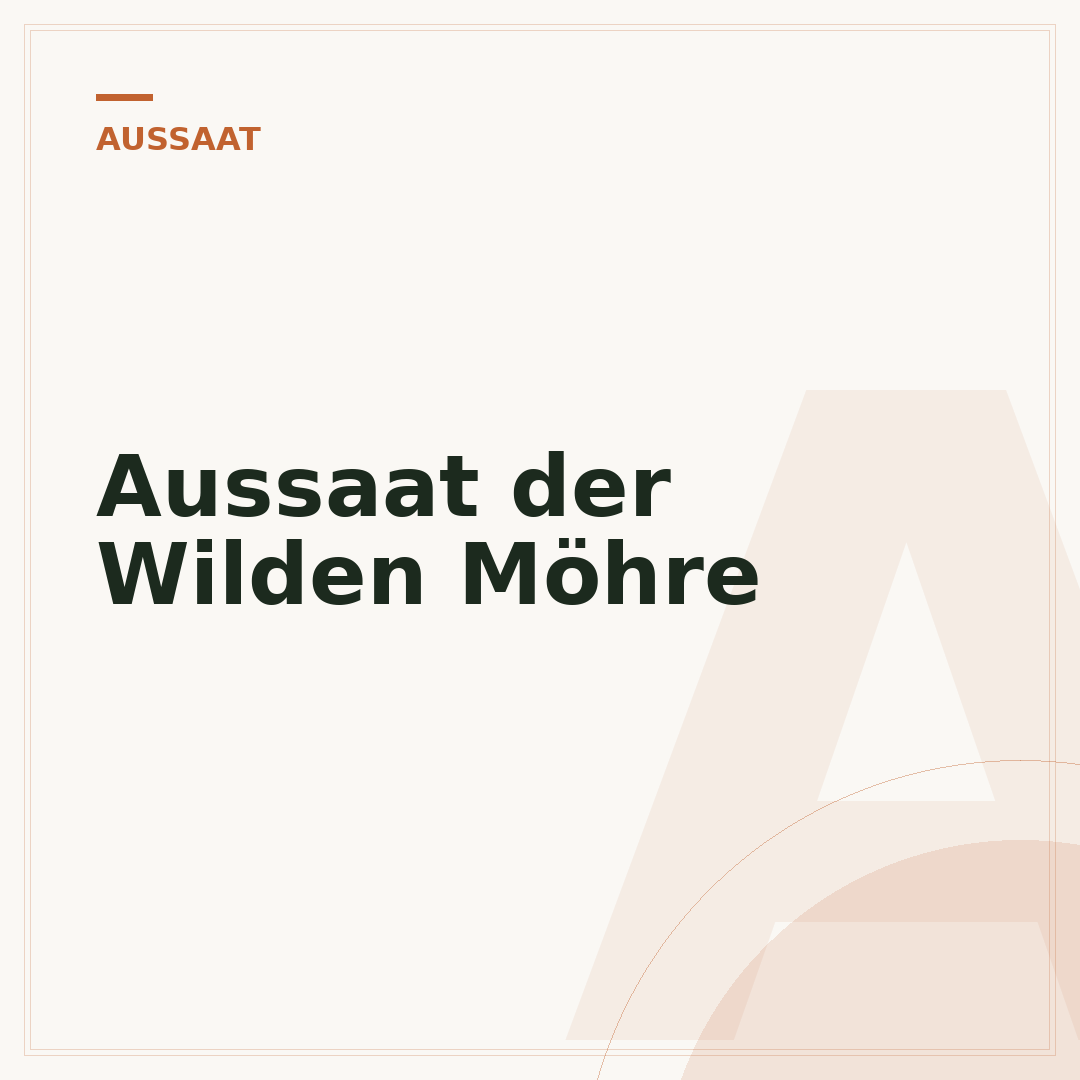 Aussaat der Wilden Möhre
