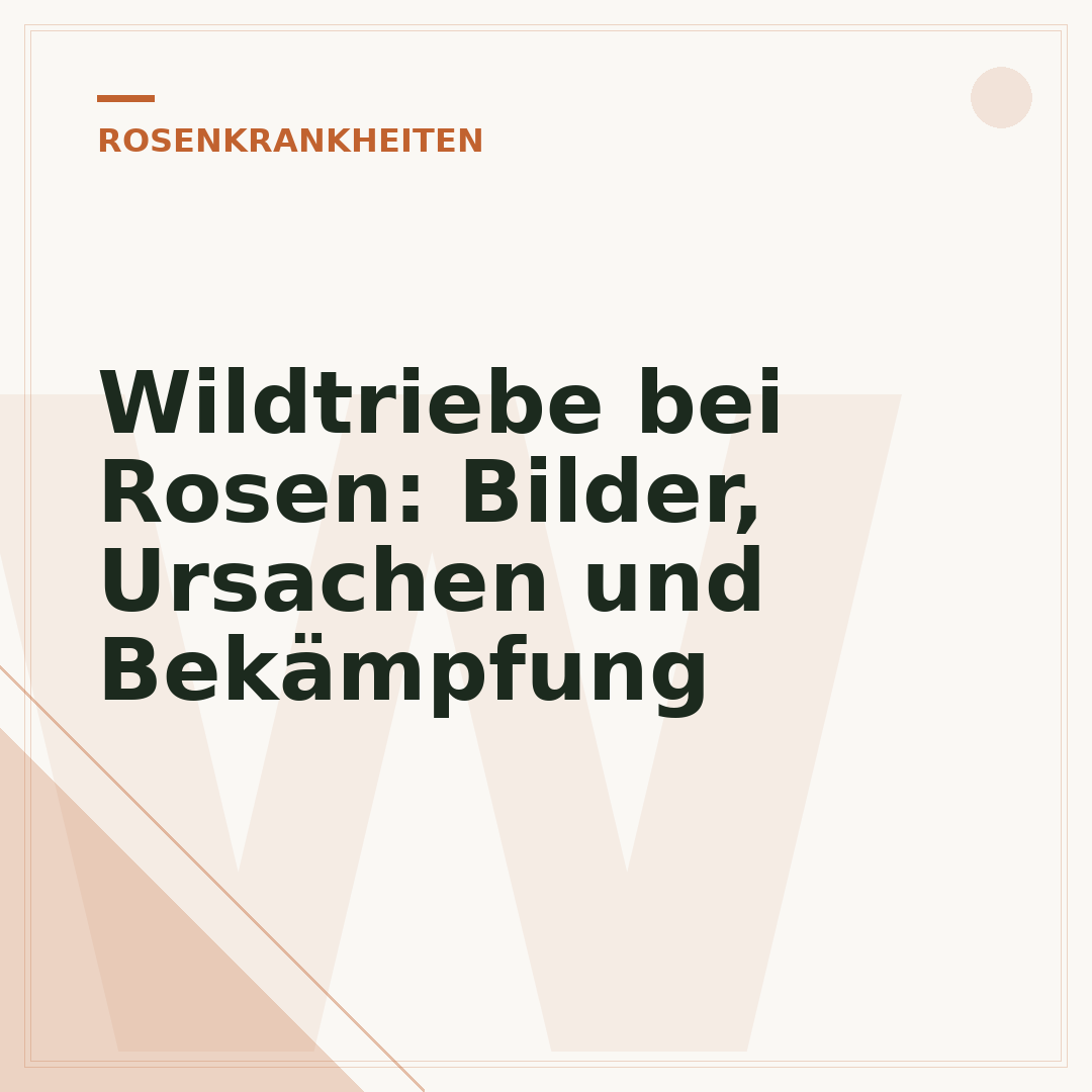 Wildtriebe bei Rosen: Bilder, Ursachen und Bekämpfung