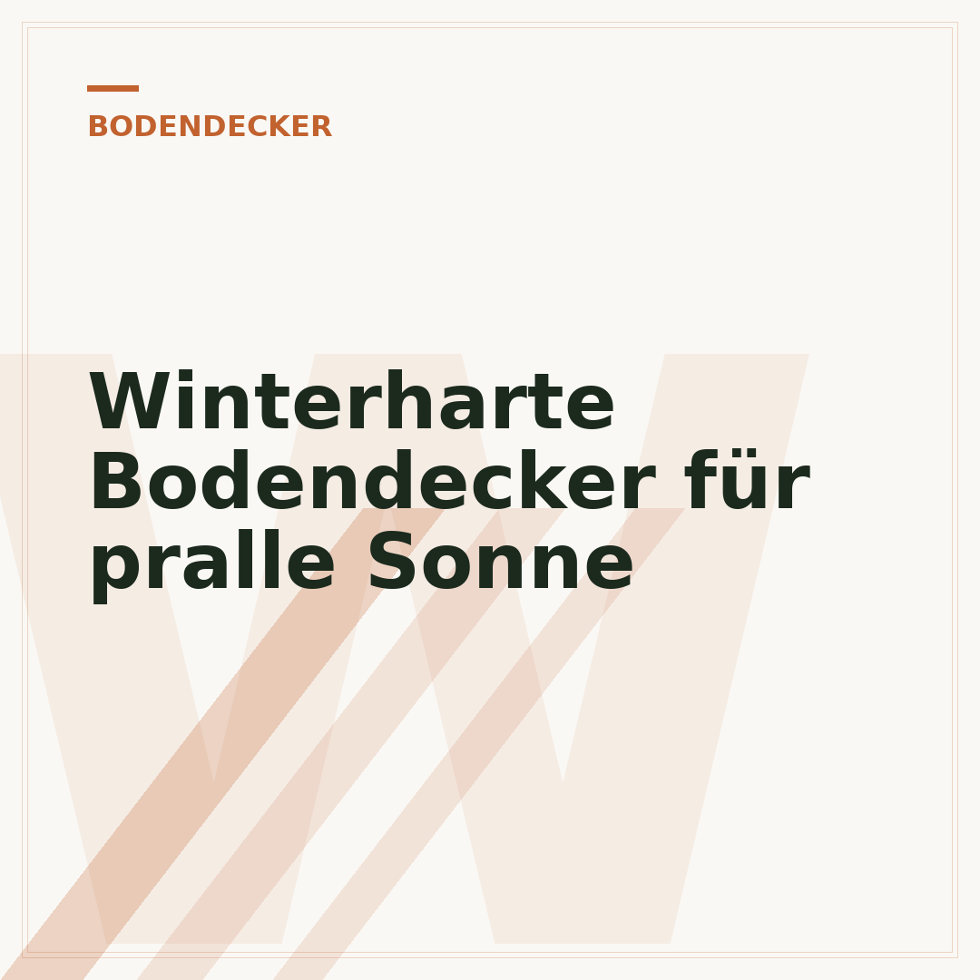 Winterharte Bodendecker für pralle Sonne