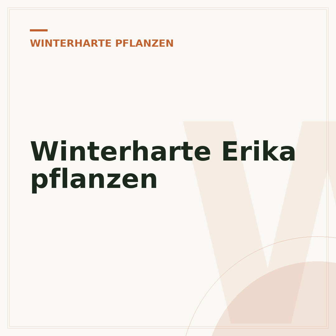 Winterharte Erika pflanzen