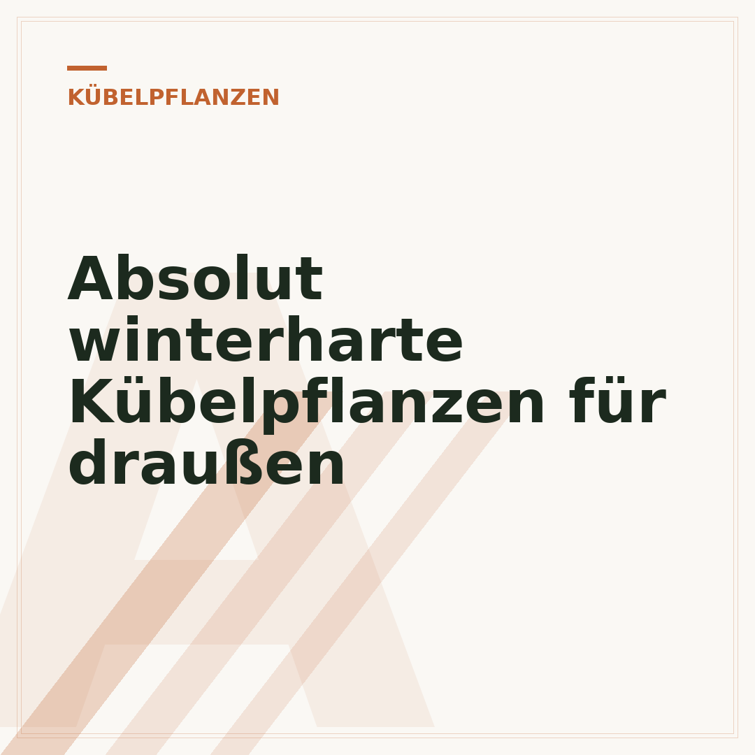 Absolut winterharte Kübelpflanzen für draußen