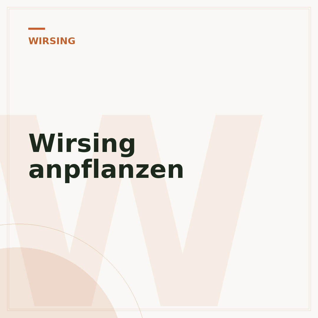Wirsing anpflanzen