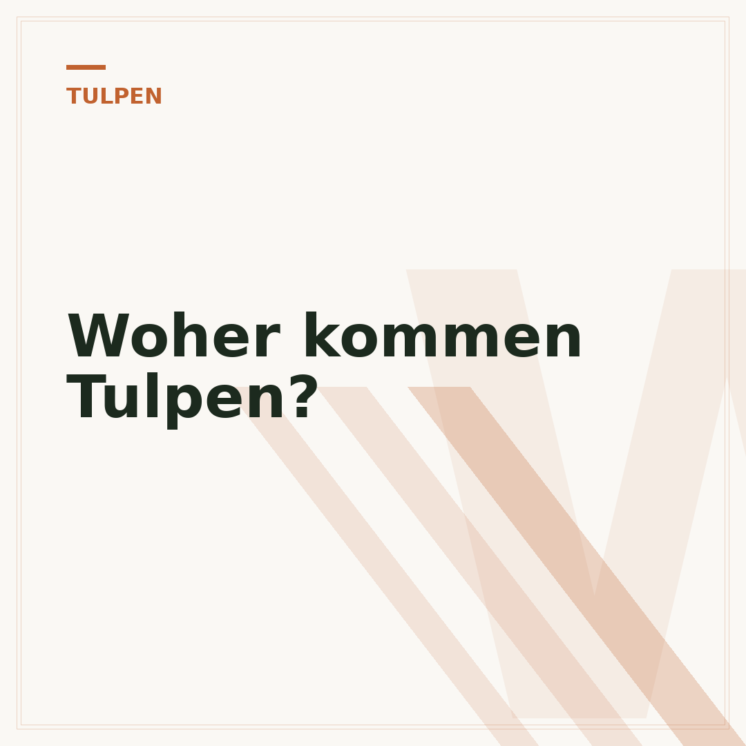 Woher kommen Tulpen?