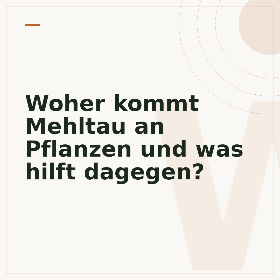 Woher kommt Mehltau an Pflanzen und was hilft dagegen?