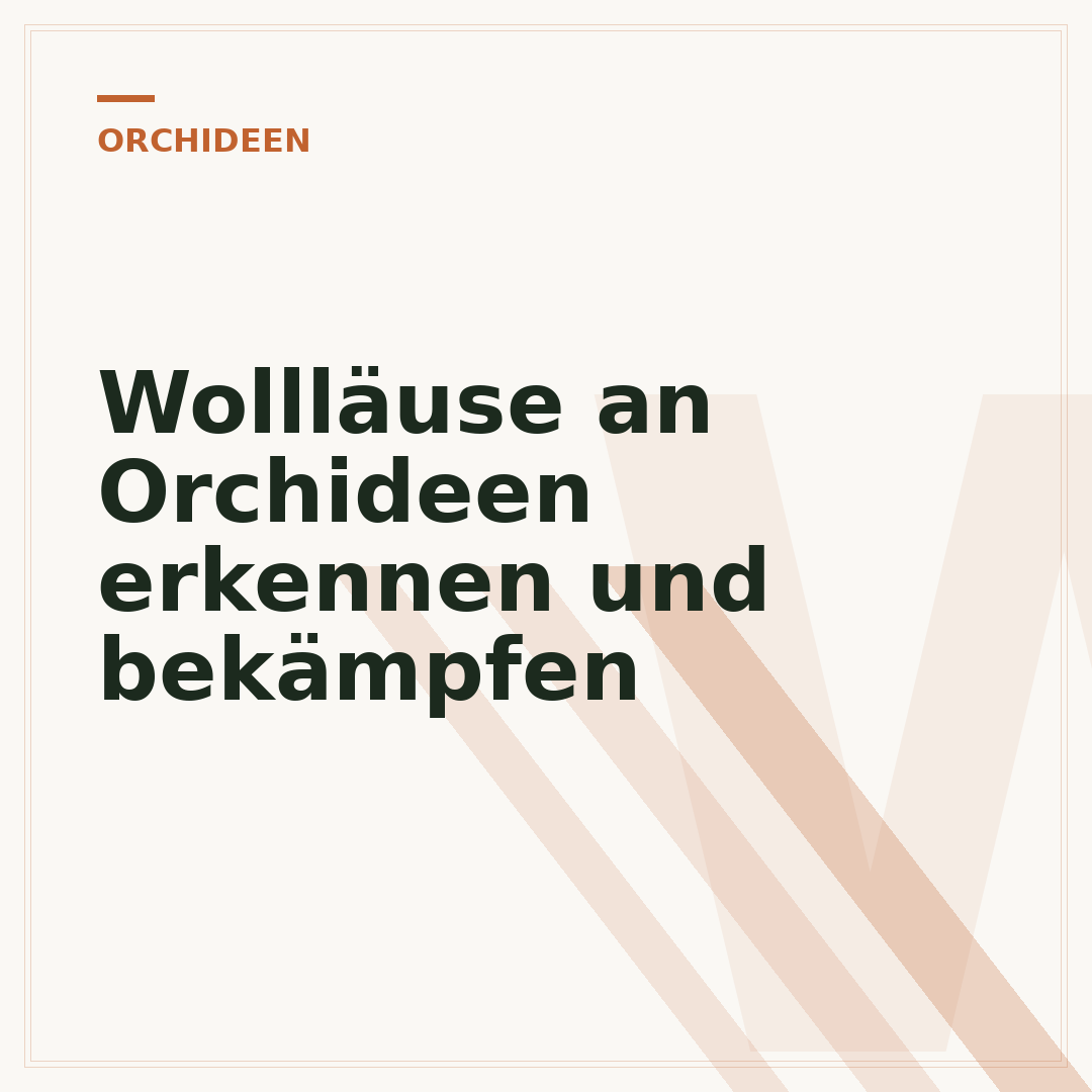Wollläuse an Orchideen erkennen und bekämpfen