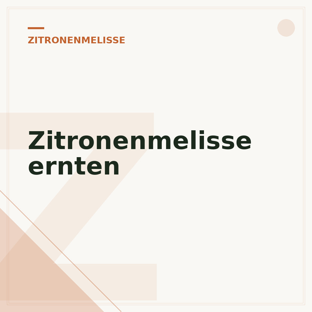 Zitronenmelisse ernten