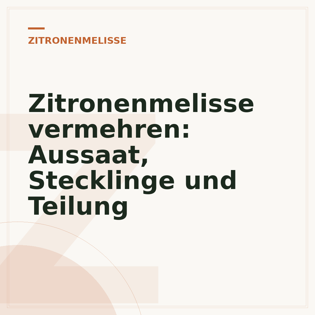 Zitronenmelisse vermehren: Aussaat, Stecklinge und Teilung
