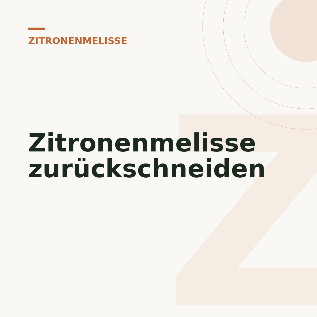 Zitronenmelisse zurückschneiden