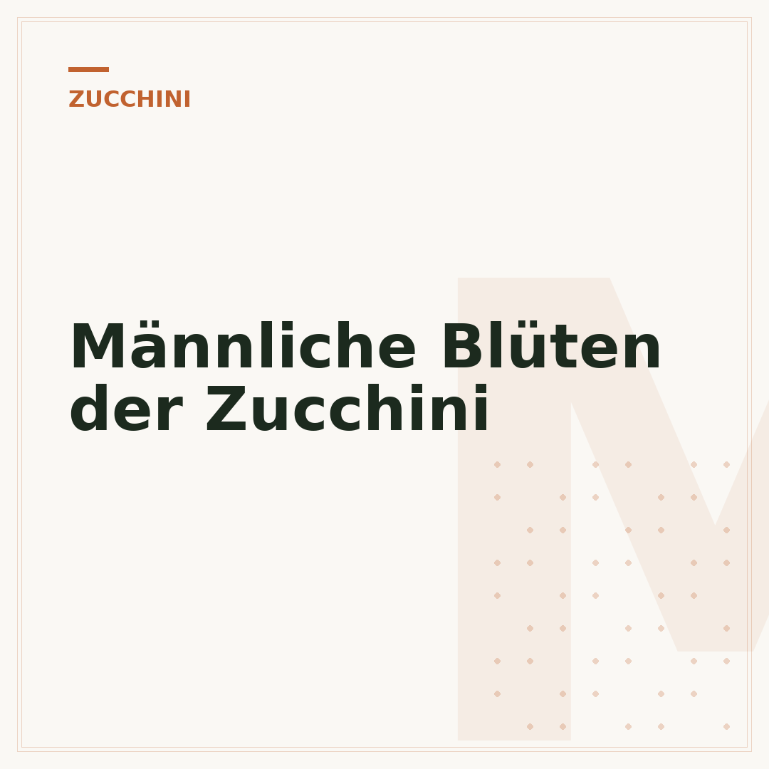 Männliche Blüten der Zucchini