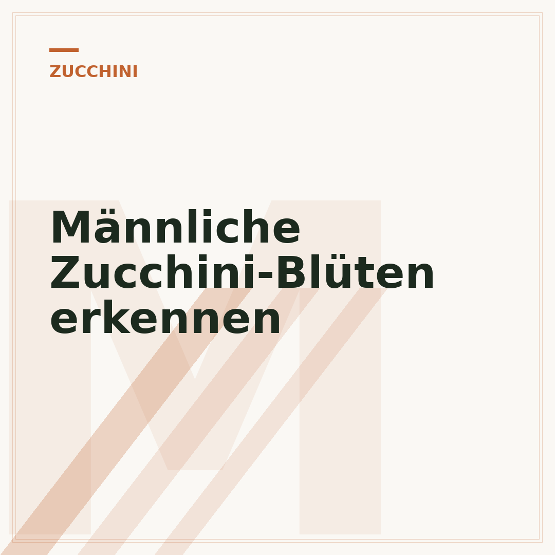 Männliche Zucchini-Blüten erkennen
