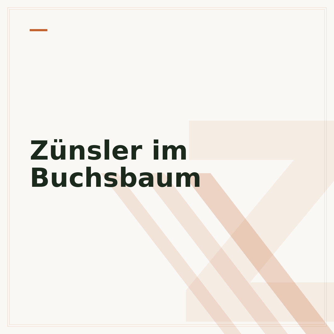 Zünsler im Buchsbaum