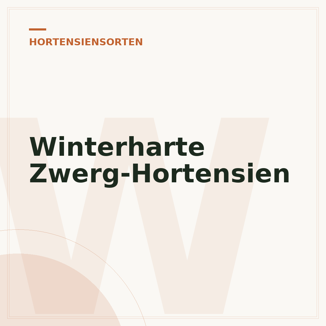 Winterharte Zwerg-Hortensien