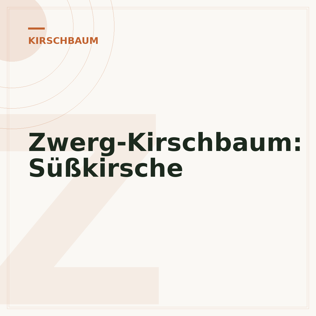 Zwerg-Kirschbaum: Süßkirsche