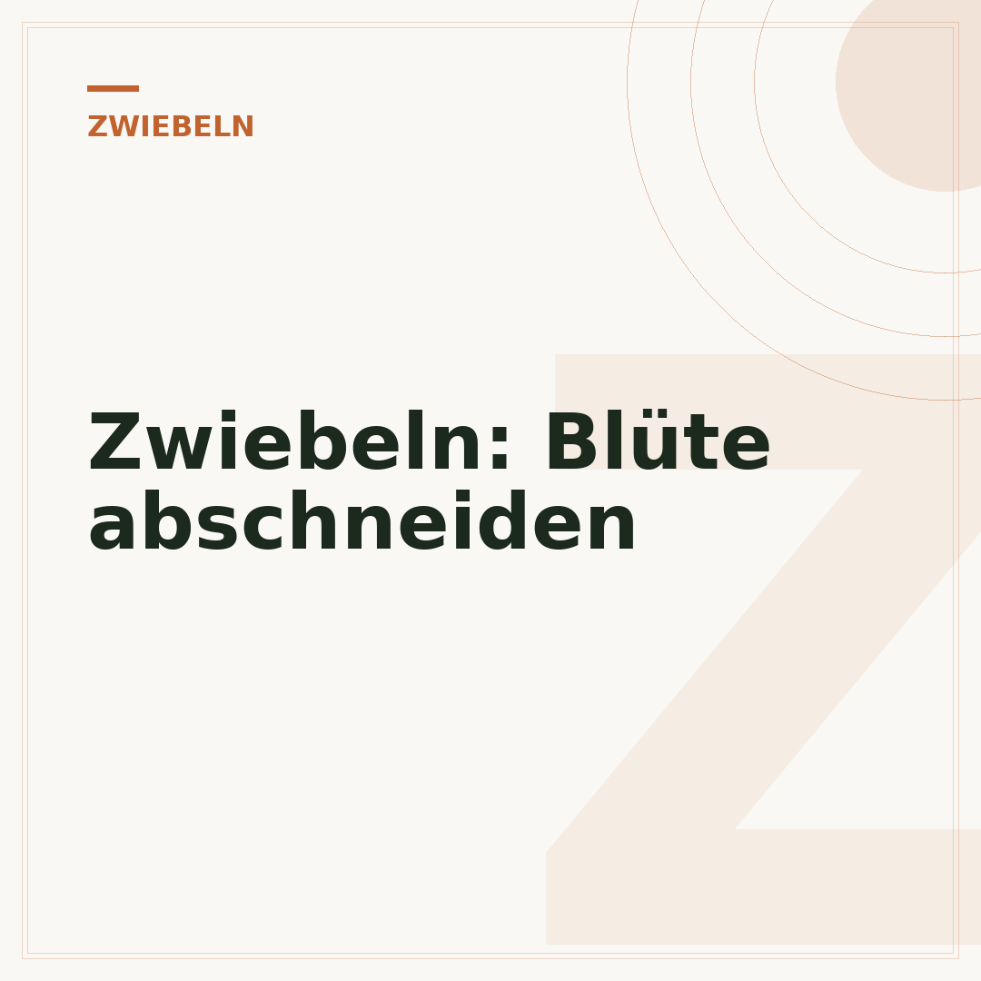 Zwiebeln: Blüte abschneiden