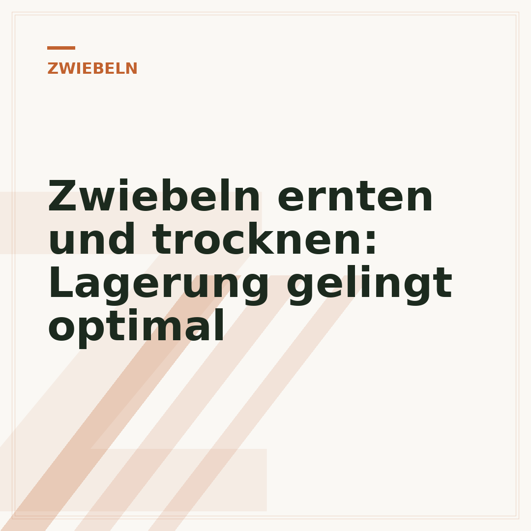 Zwiebeln ernten und trocknen: Lagerung gelingt optimal