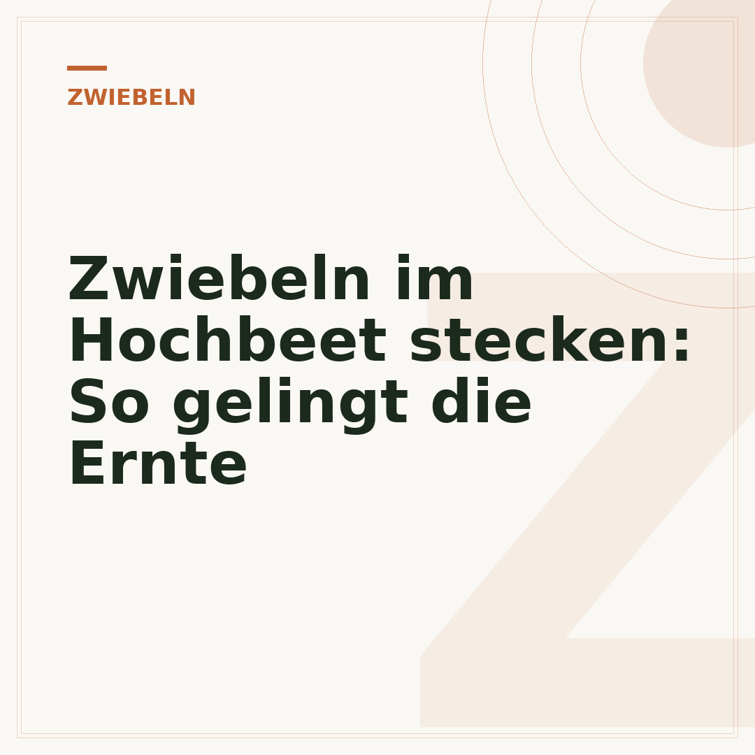 Zwiebeln im Hochbeet stecken: So gelingt die Ernte
