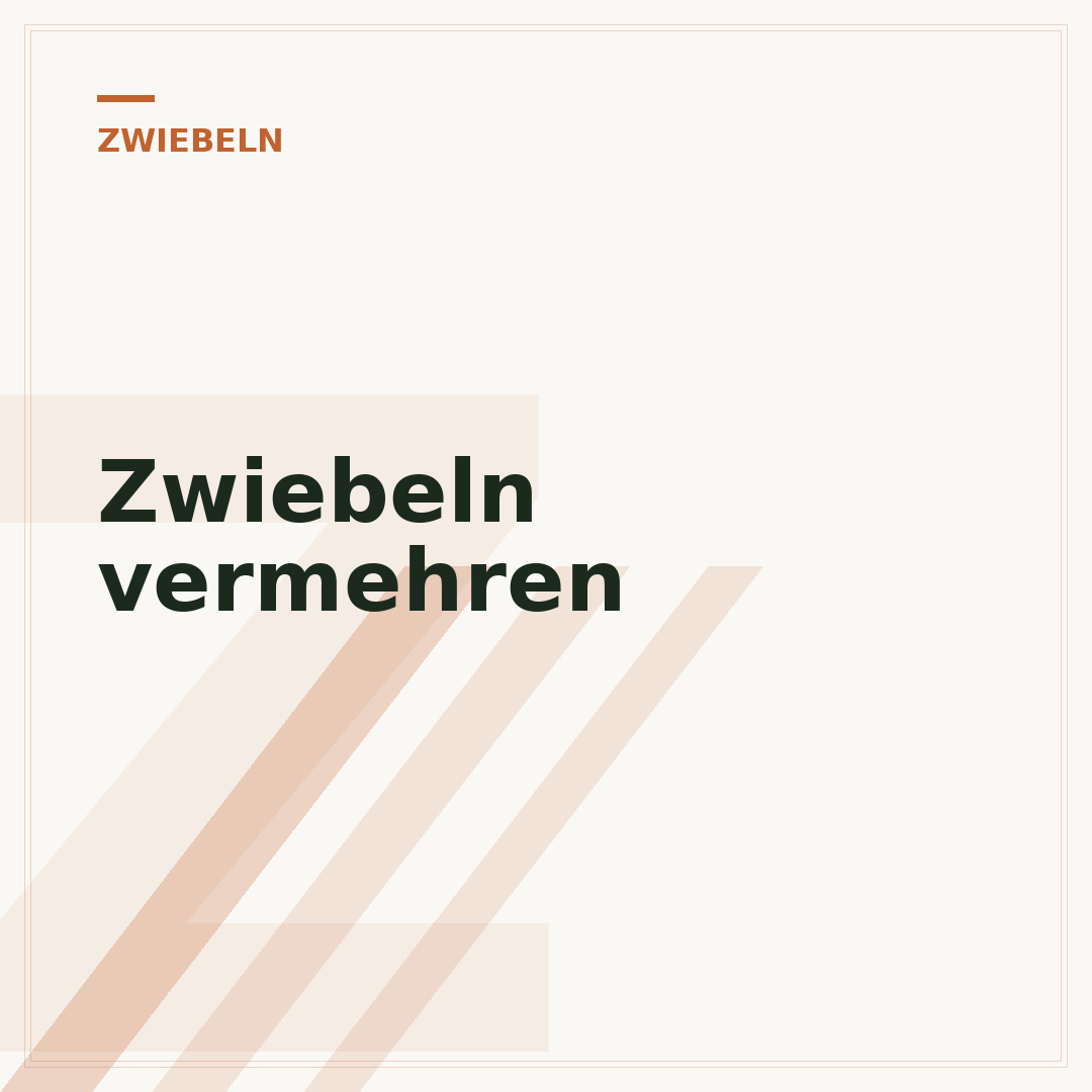 Zwiebeln vermehren